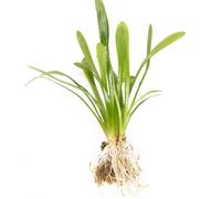 Lincolnshire Pond Plants Sagittaria Subulata - Live Aquarium Plant Freshwater Tank Oxygenating Aquascape (10X Loose)