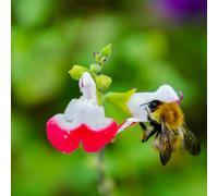 Lincolnshire Pond Plants Salvia Microphylla 'hot Lips' - 2X Plants And 2X Pots & Compost - Marginal Aquatic Pond Plant