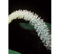 Lincolnshire Pond Plants Saururus Cernuus - 2X Plants And 2X Pots & Compost - Marginal Aquatic Pond Plant