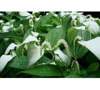Lincolnshire Pond Plants Saururus Chinensis - 3X 9Cm Plants - Marginal Aquatic Pond Plant