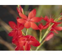 Lincolnshire Pond Plants Schizostylis Coccinea 'major' - 3X 9Cm Plants - Marginal Aquatic Pond Plant