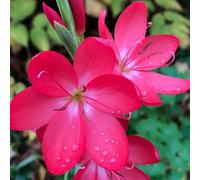 Lincolnshire Pond Plants Schizostylis Coccinea 'oregon Sunset' - 2X Plants And 2X Pots & Compost - Marginal Aquatic Pond Plant