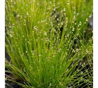 Lincolnshire Pond Plants Scirpus Cernuus (Fibre Optic Plant) - 2X Plants And 2X Pots & Compost - Oxygenating Marginal Aquatic Pond Plant