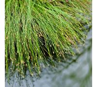 Lincolnshire Pond Plants Scirpus Isolepsis (Fibre Optic Plant) - 2X Plants And 2X Pots & Compost - Oxygenating Marginal Aquatic Pond Plant
