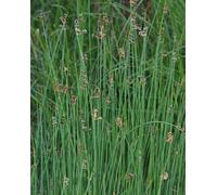 Lincolnshire Pond Plants Scirpus Lacustris - 2X Plants And 2X Pots & Compost - Marginal Aquatic Pond Plant