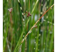 Lincolnshire Pond Plants Scirpus Tabernaemontani 'zebrinus' - 7Cm Plug - Marginal Aquatic Pond Plant