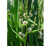 Lincolnshire Pond Plants Sparganium Erectum - 3X 9Cm Plants - Marginal Aquatic Pond Plant