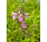 Lincolnshire Pond Plants Stachys Palustris - 2X Plants And 2X Pots & Compost - Marginal Aquatic Pond Plant