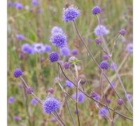 Lincolnshire Pond Plants Succisa Pratensis 'devil's-Bit Scabious' - 3X 1Ltr Plants - Marginal Aquatic Pond Plant