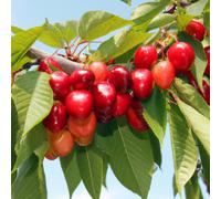 Lincolnshire Pond Plants Summer Sun Cherry (Prunus Avium) Tree - 7Ltr Potted