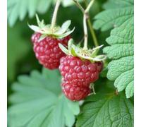 Lincolnshire Pond Plants Sweet Little Sister Raspberry (Rubus) Tree - 7Ltr Potted