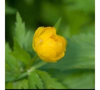 Lincolnshire Pond Plants Trollius Chinensis 'superbus' - 2X Plants And 2X Pots & Compost - Marginal Aquatic Pond Plant