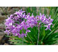 Lincolnshire Pond Plants Tulbaghia Violacea - 1Ltr Potted - Marginal Aquatic Pond Plant