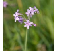 Lincolnshire Pond Plants Tulbaghia Violacea Variegated - 2X Plants And 2X Pots & Compost - Marginal Aquatic Pond Plant