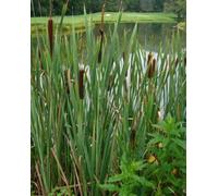 Lincolnshire Pond Plants Typha Angustifolia - 2X Plants And 2X Pots & Compost - Marginal Aquatic Pond Plant