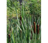 Lincolnshire Pond Plants Typha Latifolia - 2X Plants And 2X Pots & Compost - Marginal Aquatic Pond Plant