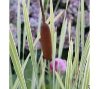Lincolnshire Pond Plants Typha Latifolia Variegated - 2X Plants And 2X Pots & Compost - Marginal Aquatic Pond Plant