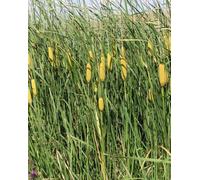 Lincolnshire Pond Plants Typha Laxmannii - 2X Plants And 2X Pots & Compost - Marginal Aquatic Pond Plant