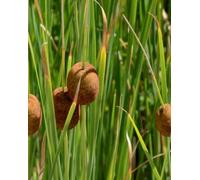 Lincolnshire Pond Plants Typha Minima - 2X Plants And 2X Pots & Compost - Marginal Aquatic Pond Plant