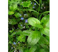 Lincolnshire Pond Plants Veronica Beccabunga - 2X Plants And 2X Pots & Compost - Marginal Aquatic Pond Plant