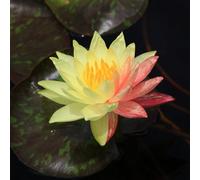 Lincolnshire Pond Plants Wanvisa Water Lily - Potted - Marginal Aquatic Pond Plant