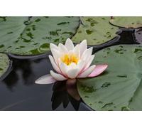 Lincolnshire Pond Plants Wb Shaw Water Lily - Loose Root - Marginal Aquatic Pond Plant