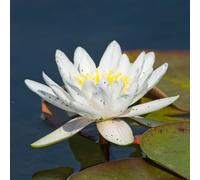Lincolnshire Pond Plants White Gladstoniana Water Lily - Potted - Marginal Aquatic Pond Plant