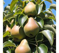 Lincolnshire Pond Plants Williams' Bon Chretien Pear (Pyrus) Tree - 7Ltr Potted