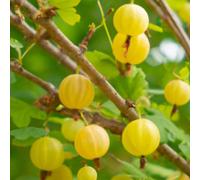 Lincolnshire Pond Plants Xenia Gooseberry (Ribes Uva-Crispa) Tree - 5Ltr Potted