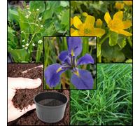 Lincolnshire Pond Plants Xs Iris Pack - Louisanna 'heather Stream' - X3 Marginal Plants & X1 Oxygenating Plant - Marginal Aquatic Pond Plant