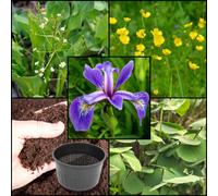 Lincolnshire Pond Plants Xs Iris Pack - Versicolor 'blue Flag' - X3 Marginal Plants & X1 Oxygenating Plant - Marginal Aquatic Pond Plant