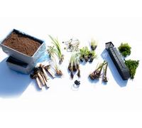 Lincolnshire Pond Plants Xxl - Basic Pond Starter & Top Up Pack - Bareroot With Compost And Pots - Marginal Aquatic Pond Plant