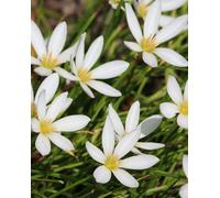 Lincolnshire Pond Plants Zephyranthes Candida - 2X Plants And 2X Pots & Compost - Marginal Aquatic Pond Plant