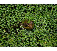 Lincsplants DuckWeed - 1 Large TableSpoon (70 Grams) - tortoise food | Floating pond plant · Surface cover and shade · Never release to the wild