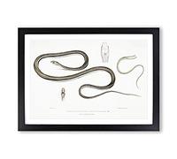 Line-Tailed Tree Snake Illustration by John Edward Gray Framed Print | A2 Black Framed Wall Art | Ready to Hang | Modern Floral Picture | Living Room Bedroom Lounge Office