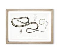 Line-Tailed Tree Snake Illustration by John Edward Gray Framed Print | A2 Oak Framed Wall Art | Ready to Hang | Modern Floral Picture | Living Room Bedroom Lounge Office