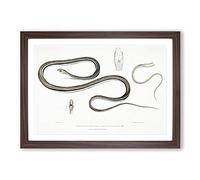 Line-Tailed Tree Snake Illustration by John Edward Gray Framed Print | A2 Walnut Framed Wall Art | Ready to Hang | Modern Floral Picture | Living Room Bedroom Lounge Office
