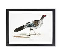 Lineated Pheasant By John Edward Gray Vintage Framed Print | A2 Black Framed Wall Art | Ready to Hang | Classic Nature Picture | Living Room Bedroom Lounge Office