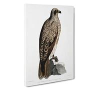 Lined Fishing Eagle by John Edward Gray Canvas Print | Gallery Wrapped 30mm Frame Wall Art | 30x20 inches | Ready to Hang | Modern Animals Picture | Living Room Bedroom Lounge Office