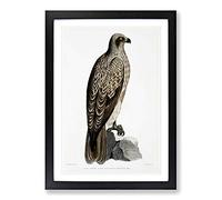 Lined Fishing Eagle by John Edward Gray Framed Print | A2 Black Framed Wall Art | Ready to Hang | Modern Animal Picture | Living Room Bedroom Lounge Office