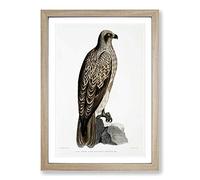 Lined Fishing Eagle by John Edward Gray Framed Print | A2 Oak Framed Wall Art | Ready to Hang | Modern Animal Picture | Living Room Bedroom Lounge Office