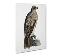 Lined Fishing Eagle By John Edward Gray Vintage Canvas Wall Art Print Ready to Hang, Framed Picture for Living Room Bedroom Home Office Décor, 20x14 Inch (50x35 cm)