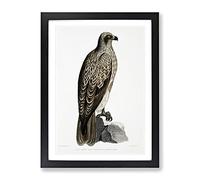 Lined Fishing Eagle By John Edward Gray Vintage Framed Print | A2 Black Framed Wall Art | Ready to Hang | Classic Animal Picture | Living Room Bedroom Lounge Office