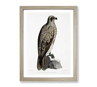 Lined Fishing Eagle By John Edward Gray Vintage Framed Print | A2 Oak Framed Wall Art | Ready to Hang | Classic Animal Picture | Living Room Bedroom Lounge Office