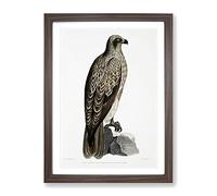 Lined Fishing Eagle By John Edward Gray Vintage Framed Print | A2 Walnut Framed Wall Art | Ready to Hang | Classic Animal Picture | Living Room Bedroom Lounge Office
