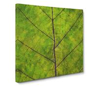 Lines of the Leaf Canvas Print | Gallery Wrapped 30mm Frame Wall Art | 14x14 inches | Ready to Hang | Abstract Floral Picture | Living Room Bedroom Lounge Office