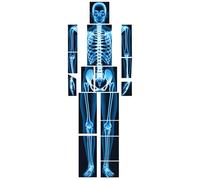 Lineshading 16 Pieces Human x Rays Bones Pretend x Rays for Kids Human Bones Body Educational Science Kit Display Play Table(Blue)