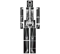 Lineshading 16 Pieces Human X Rays Bones X Rays Human Xrays for Kids Human Bones Body Display Play Table, Black and White
