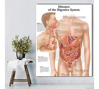 Ling88 Wall Art, Digestive System Pictures Anatomical Charts And Posters Anatomy Charts Diseases Wall Pictures For Medical Education Doctors Posters And Prints Posters For Classroom - 50X70Cm