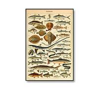 Ling88 Wall Art,Wall Decor,Retro Oceanography Poster Mollusk Fish Sea Creatures Canvas Painting Print Wall Art Picture Identification Chart Decoration，Office School Decor Poster-50X70Cm